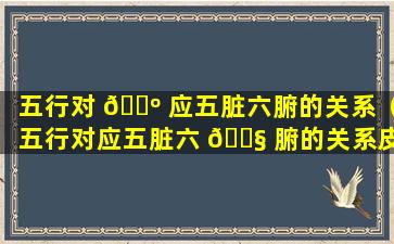 五行对 🌺 应五脏六腑的关系（五行对应五脏六 🐧 腑的关系皮的母脏是哪个脏腑）